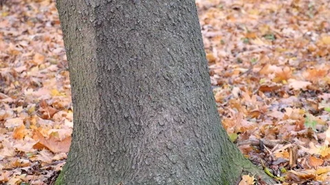 Suddenly a squirrel came out from behind the tree and ran away 스톡 동영상 82640645