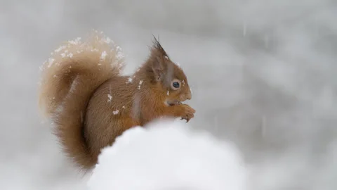 Sue Johnson Stock Footage 321819911