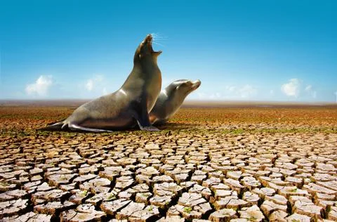 Suffering seals Stock Photos