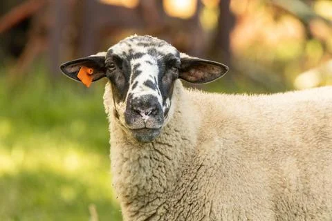 Suffolk breed sheep looking at camera Stock Photos