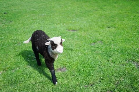 A suffolk lamb walking on grass Stock Photos