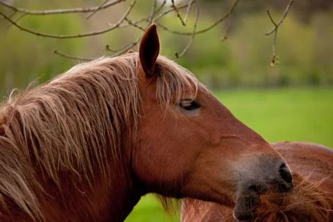 Suffolk punch Stock Photos