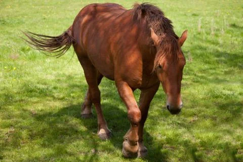 Suffolk punch Stock Photos