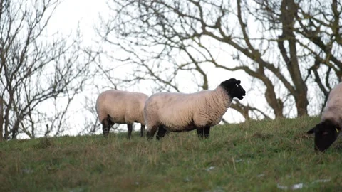 Suffolk sheep grazing in Ormskirk UK  19th November 2024 Stock-Footage 293054432