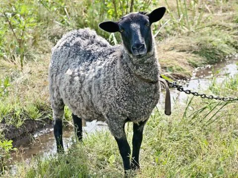Suffolk sheep Foto stock