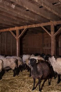 Suffolk Sheep Stock Photos