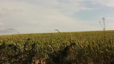 Suffolk wheat fields during golden hour Stock Footage 133653075