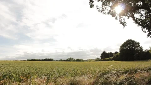 Suffolk wheat fields during golden hour Stock Footage 133653080