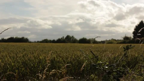 Suffolk wheat fields during golden hour Stock Footage 133653084