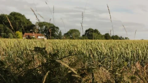 Suffolk wheat fields during golden hour Stock Footage 133653120