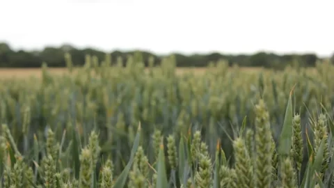 Suffolk wheat fields during golden hour Stock Footage 133653171