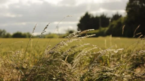 Suffolk wheat fields during golden hour Stock Footage 133653365
