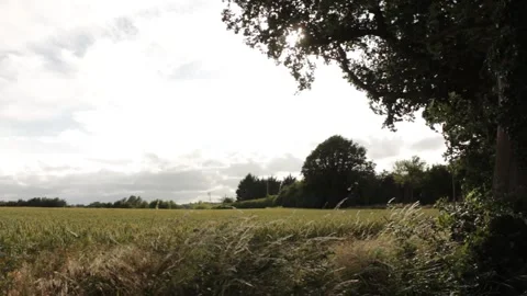 Suffolk wheat fields during golden hour Stock Footage 133653416