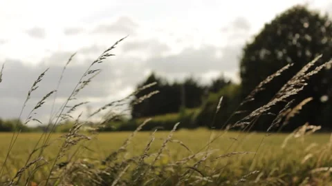 Suffolk wheat fields during golden hour Stock Footage 133653433