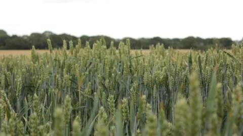 Suffolk wheat fields during golden hour Stock Footage 133653568