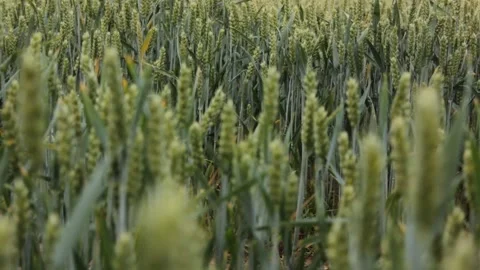 Suffolk wheat fields during golden hour Stock Footage 133653581