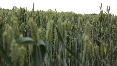Suffolk wheat fields during golden hour Stock Footage 133653631