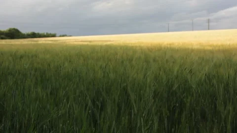 Suffolk wheat fields during golden hour Stock Footage 133653868