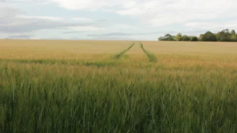 Suffolk wheat fields during golden hour - Rushbrook, Bury St Edmunds. Stock Footage 133653943