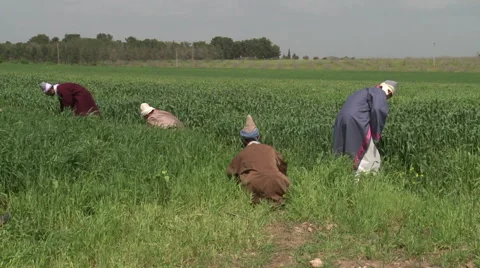 Sufi Dervishes Working in The Farm Stock Footage 46068296