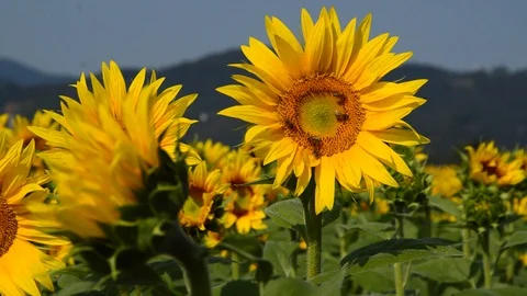 Suflower field Stock Footage 94327180