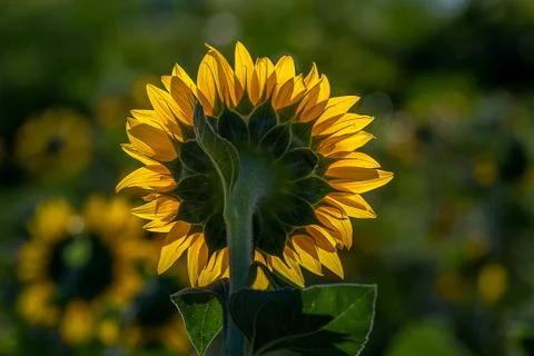 Suflower Glow. Stock Photos