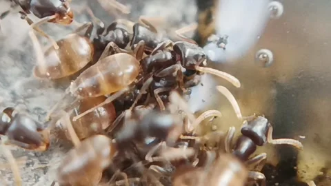 Sugar ant Stock Footage 236333566