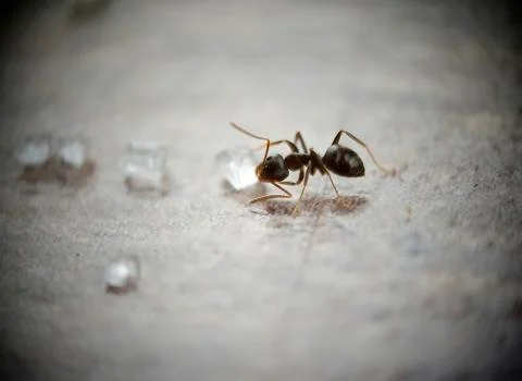 Sugar ant Stock Photos