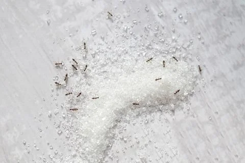 Sugar ant on table background, white sugar with ant eating sweet sugar crys.. Foto stock