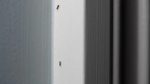 Sugar ants invade a bathroom Stock Footage 114567925