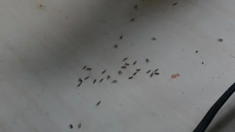Sugar Ants Invading Kitchen Table. Stock Footage 317291831