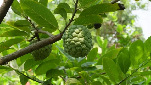 Sugar apple Stock Footage 344312706