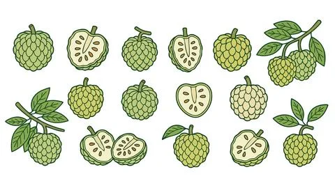 Sugar Apple Fruit Icon Set With Whole And Slice Stock Illustration
