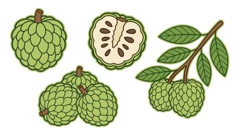 Sugar Apple Fruit Icons With Slice And Branch Stock Illustration