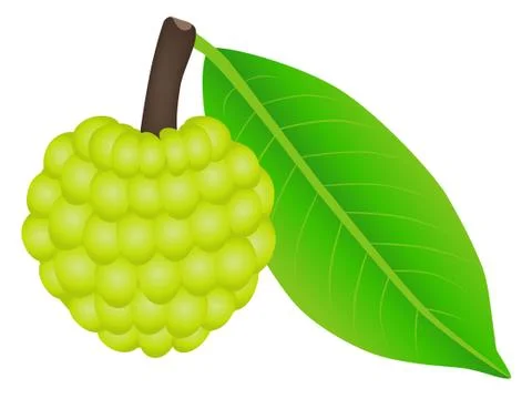 Sugar apple fruit with leaf on a white background Stock Illustration