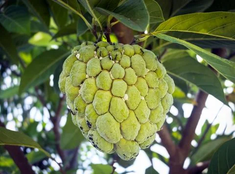 Sugar apple fruit Stock Photos