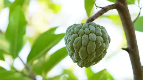 Sugar apple fruit , super close up view Stock Footage 258848018