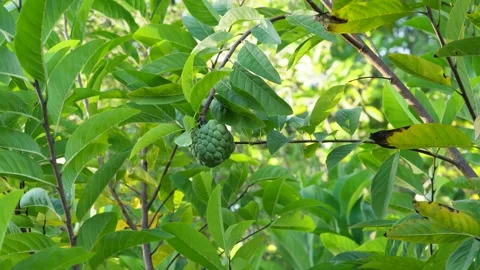 Sugar apple fruit on tree , close up view Stock Footage 257181347
