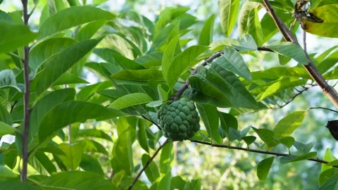 Sugar apple fruit tree , close up view Stock Footage 257181638