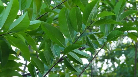 Sugar apple fruit tree leaves ,close up view Stock Footage 257181306