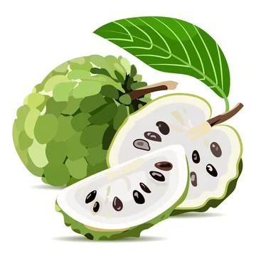 Sugar apple fruit vector illustration, custard apple or cherimoya with slic.. Ilustración de archivo