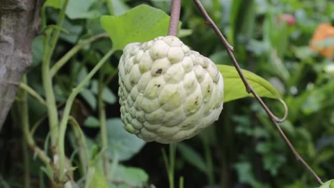 Sugar apple hung in tree 스톡 동영상 161112579