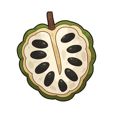 Sugar Apple illustration Stock Illustration