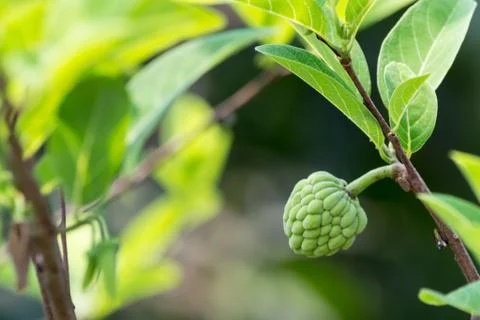 Sugar apple Stock Photos