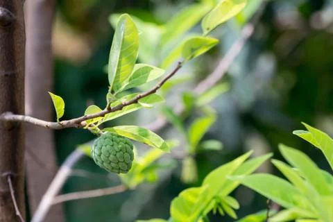 Sugar apple Stock Photos