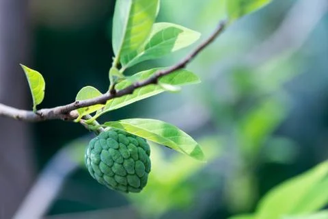 Sugar apple Foto stock