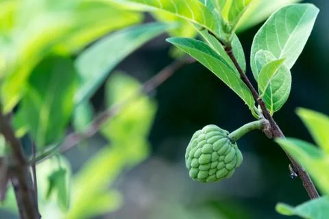 Sugar apple Stock Photos