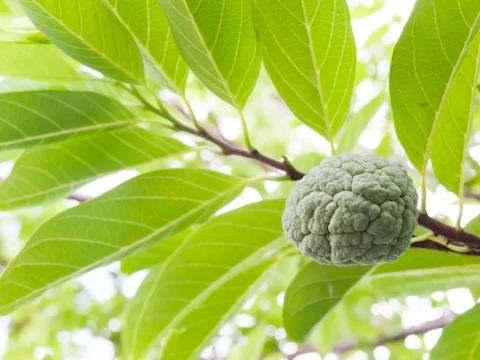 Sugar apple Stock Photos