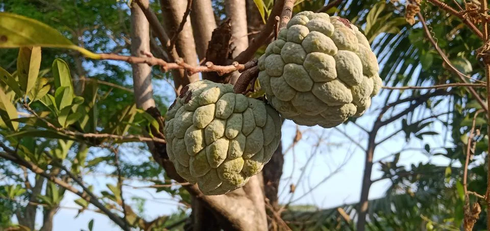 Sugar-Apple Stock Photos