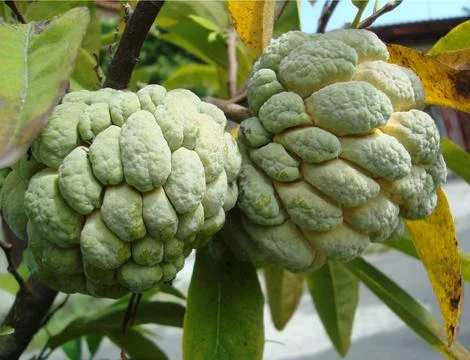 Sugar apple  스톡 사진
